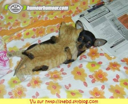 ca c le chien de loretto